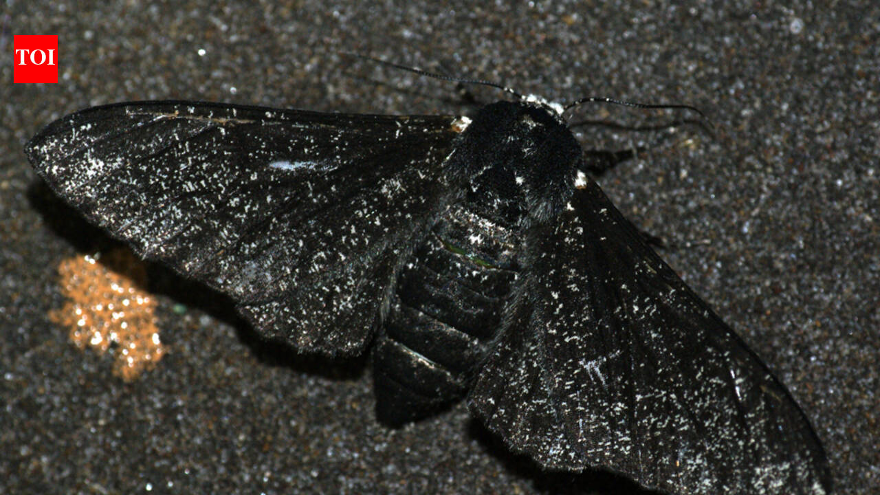 Starting in the 1800s, the soot of British industry blackened the trees of England, prompting peppered moths to develop a darker colour; after pollution declined, they became lighter again, and a 2016 study identified the genetic change responsible