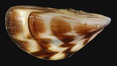 In the late 1980s, zebra mussels arrived in the Great Lakes hidden in ship ballast water; the unexpectedly clearer water revealed that one of the world's largest freshwater systems was being reshaped at its most basic ecological levels