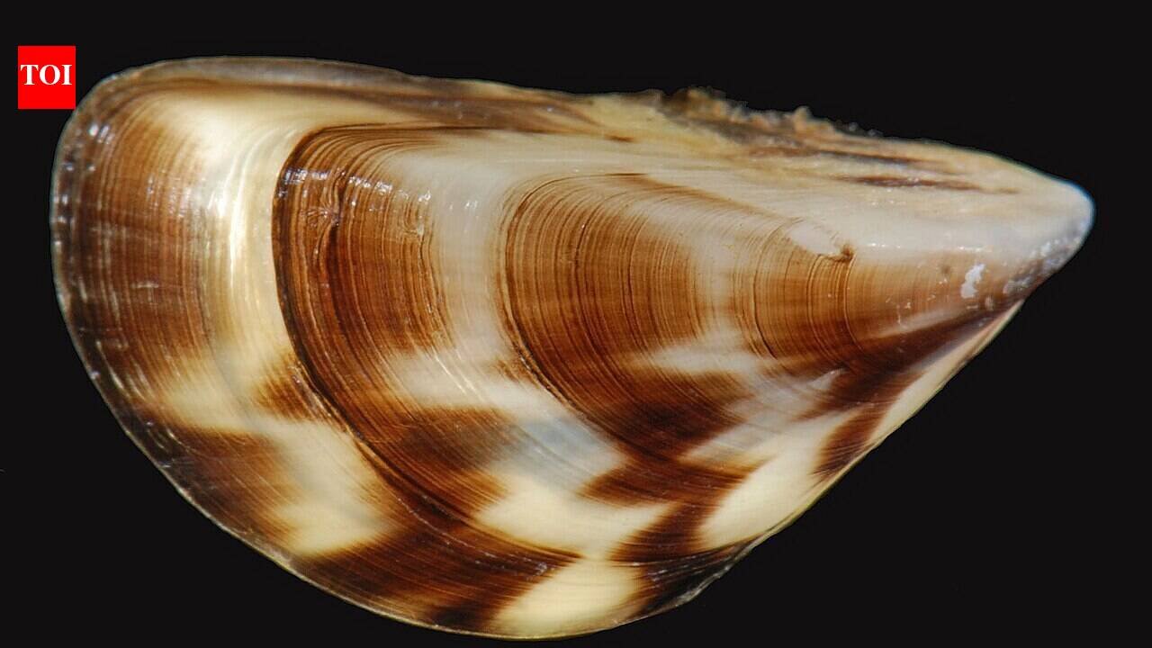 In the late 1980s, zebra mussels arrived in the Great Lakes hidden in ship ballast water; the unexpectedly clearer water revealed that one of the world's largest freshwater systems was being reshaped at its most basic ecological levels