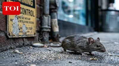 Scientists just found city rats and house mice across New York, New Jersey, Pennsylvania, and Washington, D.C. carrying poison-resistance mutations, and the result could make urban pest control a lot harder