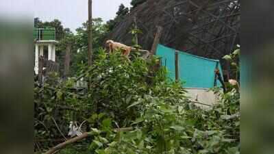 Golden langurs rescued from traffickers released in national park