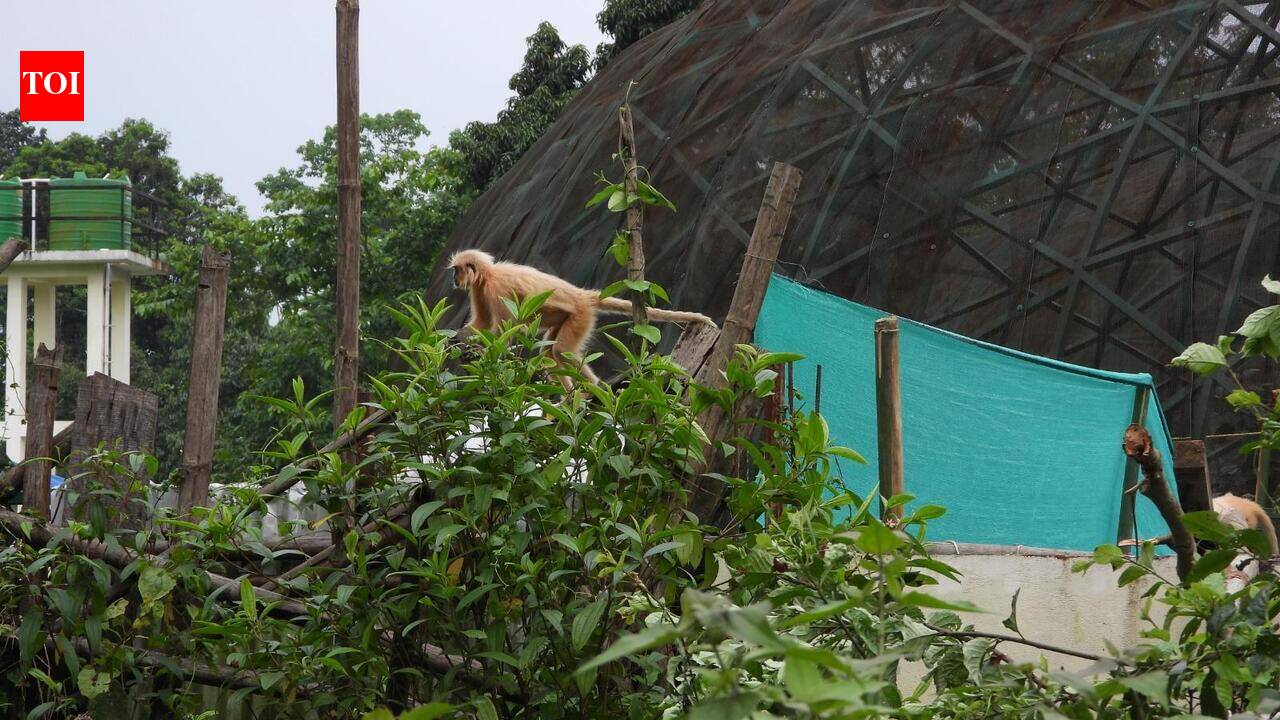 Golden langurs rescued from traffickers released in national park