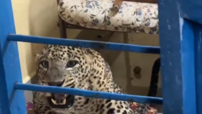 Leopard chasing pet dog gets trapped in house near Masinagudi, captured and released into forest