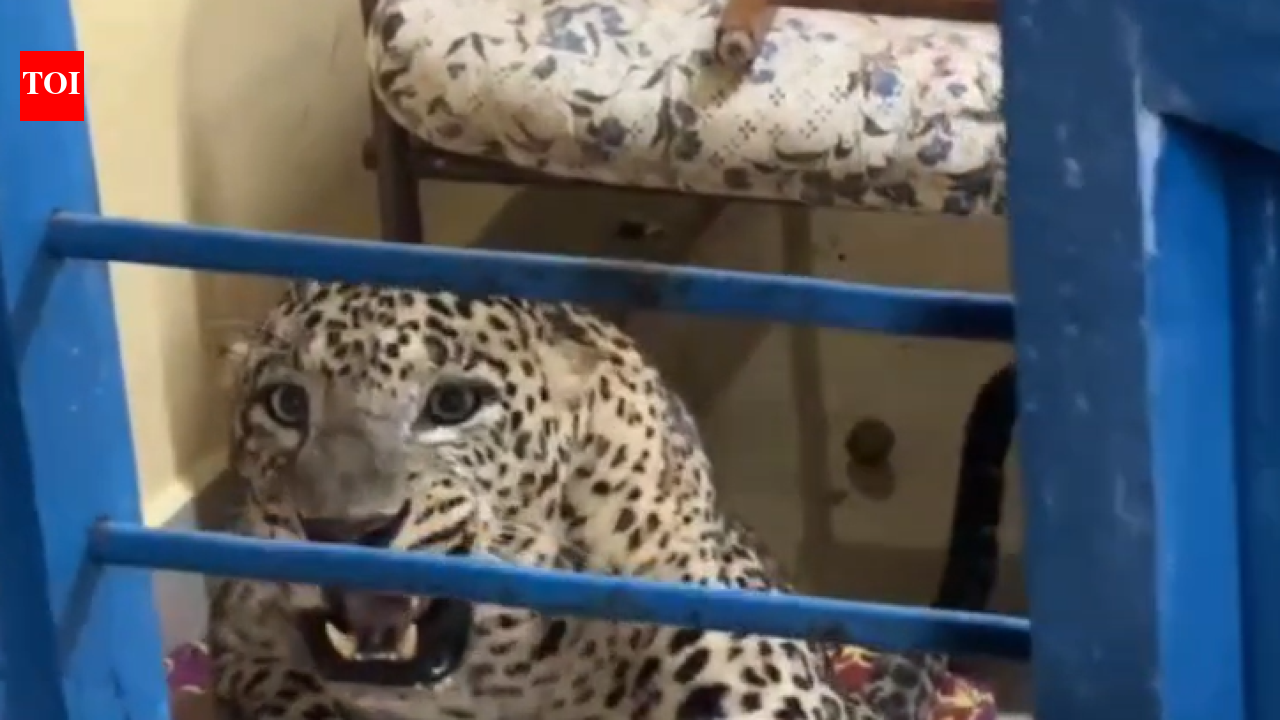 Leopard chasing pet dog gets trapped in house near Masinagudi, captured and released into forest