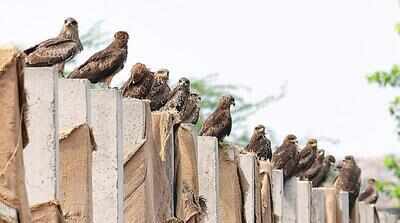Common kites flock to pallikaranai marshland in record numbers