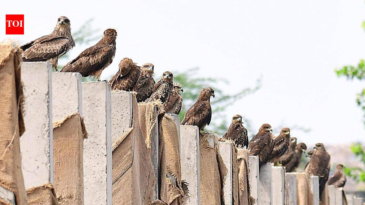 Common kites flock to pallikaranai marshland in record numbers