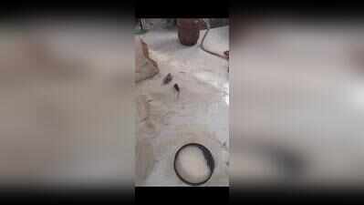 Dead rats found in midday meal rice, panic in Yadgir school