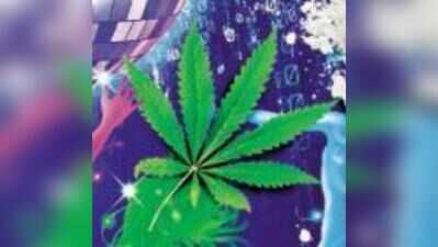 50kg ganja destroyed in Dharwad