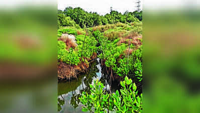 How Tamil Nadu Forest Officials Restored Ennore Creek