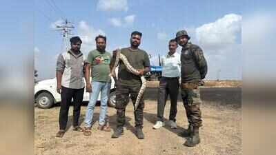 7-foot python rescued from village near Dholka in Gujarat