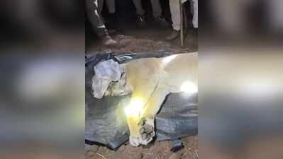 Lion kills five-year-old boy in Khambha