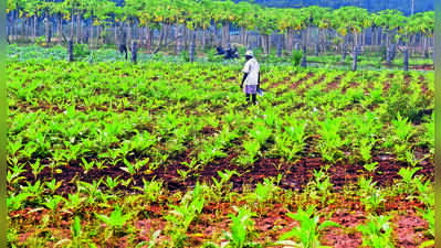 Rainfall deficit hits 17 districts in T, raises Kharif concerns