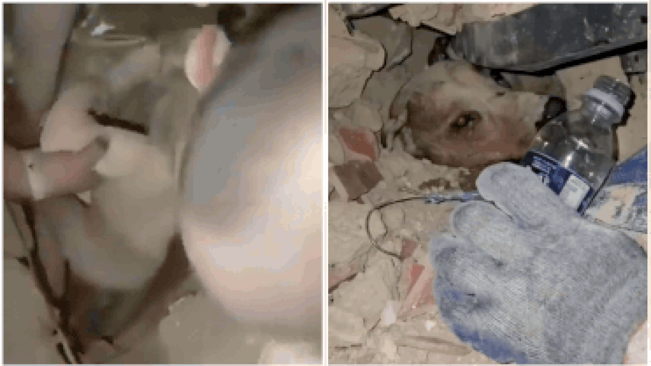 From baby to dog: Miracle rescues giving Venezuela hope after deadly earthquakes - watch