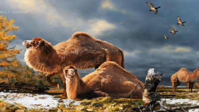 In 2013, scientists uncovered Arctic camel fossils that revealed a once-warmer northern world
