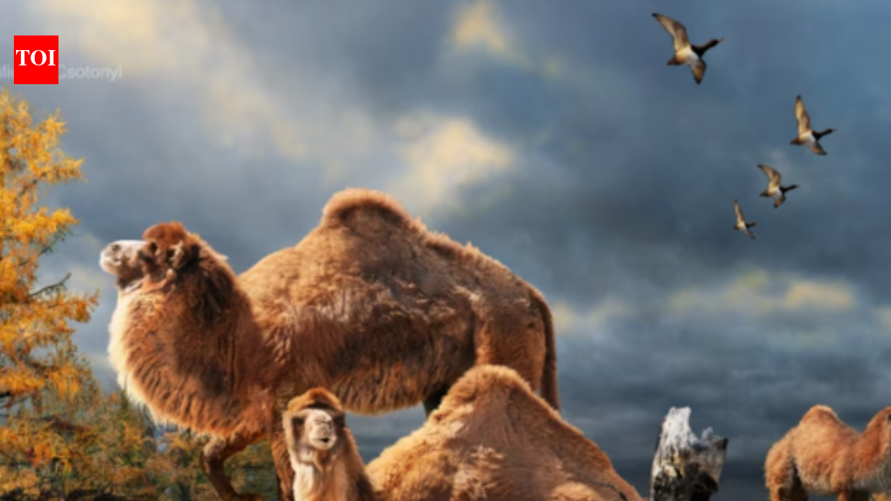 In 2013, scientists uncovered Arctic camel fossils that revealed a once-warmer northern world