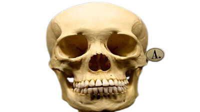In 2018, scientists decoded plague DNA from Bronze Age teeth to trace its spread across Eurasia