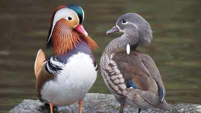  Indian peafowl, Golden pheasant, Rainbow lorikeet and more