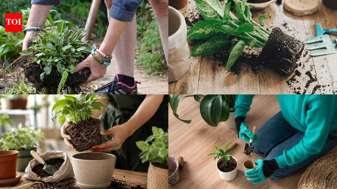 How to repot a plant without damaging the roots: A step-by-step beginner's guide