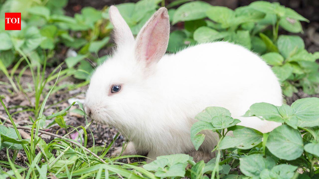 The 1950s virus experiment that was supposed to end a rabbit plague: What scientists didn’t expect was the virus refusing to ‘die’