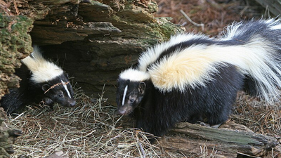 US homes used chlordane to kill termites until banned in 1988; a 2025 study found it still at toxic brain levels in 8 of 17 sick skunks caught around Detroit