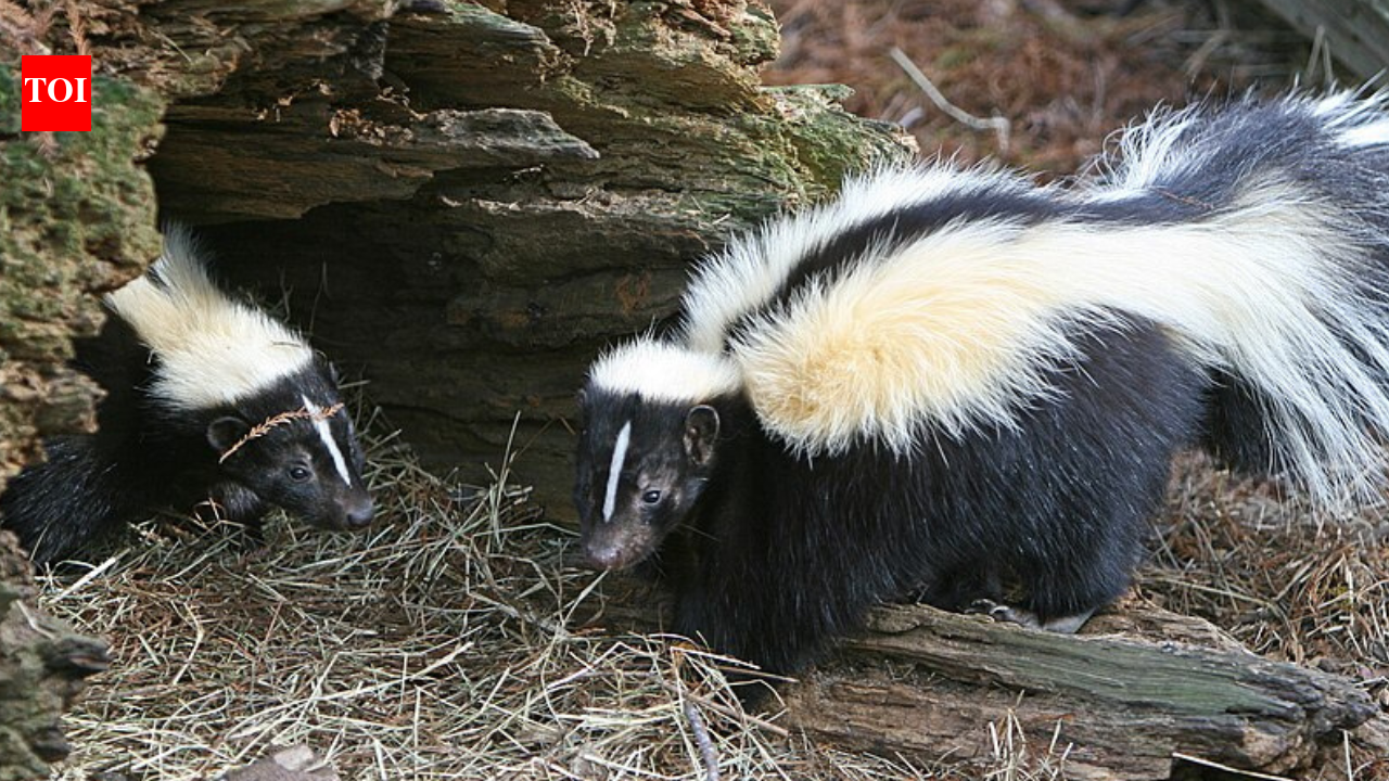 US homes used chlordane to kill termites until banned in 1988; a 2025 study found it still at toxic brain levels in 8 of 17 sick skunks caught around Detroit