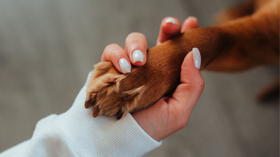 A study of 102 online dog memorials finds that people do more than mourn their pets, because the obituaries also preserve identity, purpose, and a bond that does not end at death