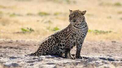 South Africa’s Cape leopards shrank half the size of other African leopards, with DNA showing 20,000 years of isolation and local adaptation