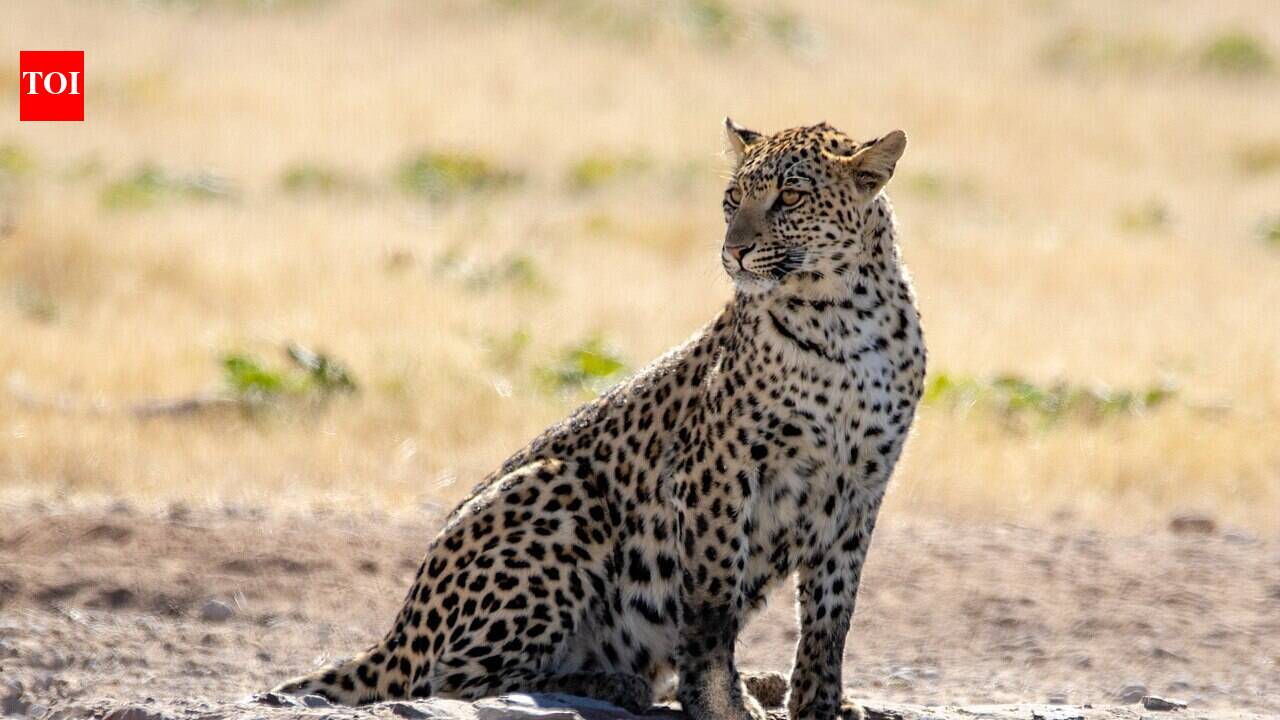 South Africa’s Cape leopards shrank half the size of other African leopards, with DNA showing 20,000 years of isolation and local adaptation