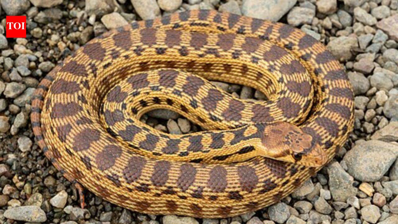 5 most snake-filled waterbodies in Arizona: Theodore Roosevelt Lake, Verde River and more