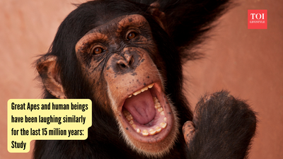Great Apes and human beings have been laughing similarly for the last 15 million years: Study