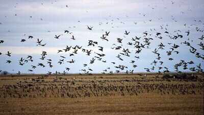 Scientists just found that bigger flocks of migrating songbirds fly more accurately, and radar studies of swallows and martins suggest a real 'wisdom of crowds' effect in the sky