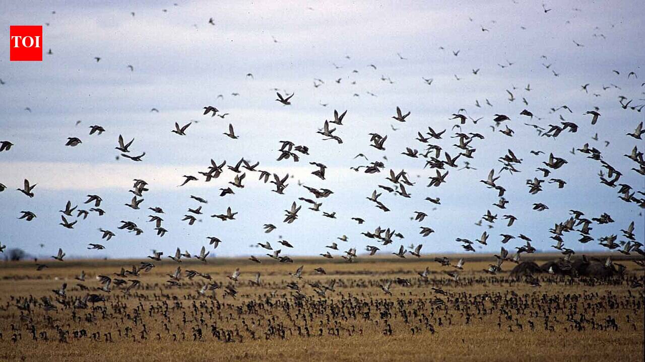 Scientists just found that bigger flocks of migrating songbirds fly more accurately, and radar studies of swallows and martins suggest a real 'wisdom of crowds' effect in the sky
