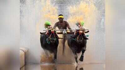 Sathgalli set to host Dasara Kambala, final nod pending