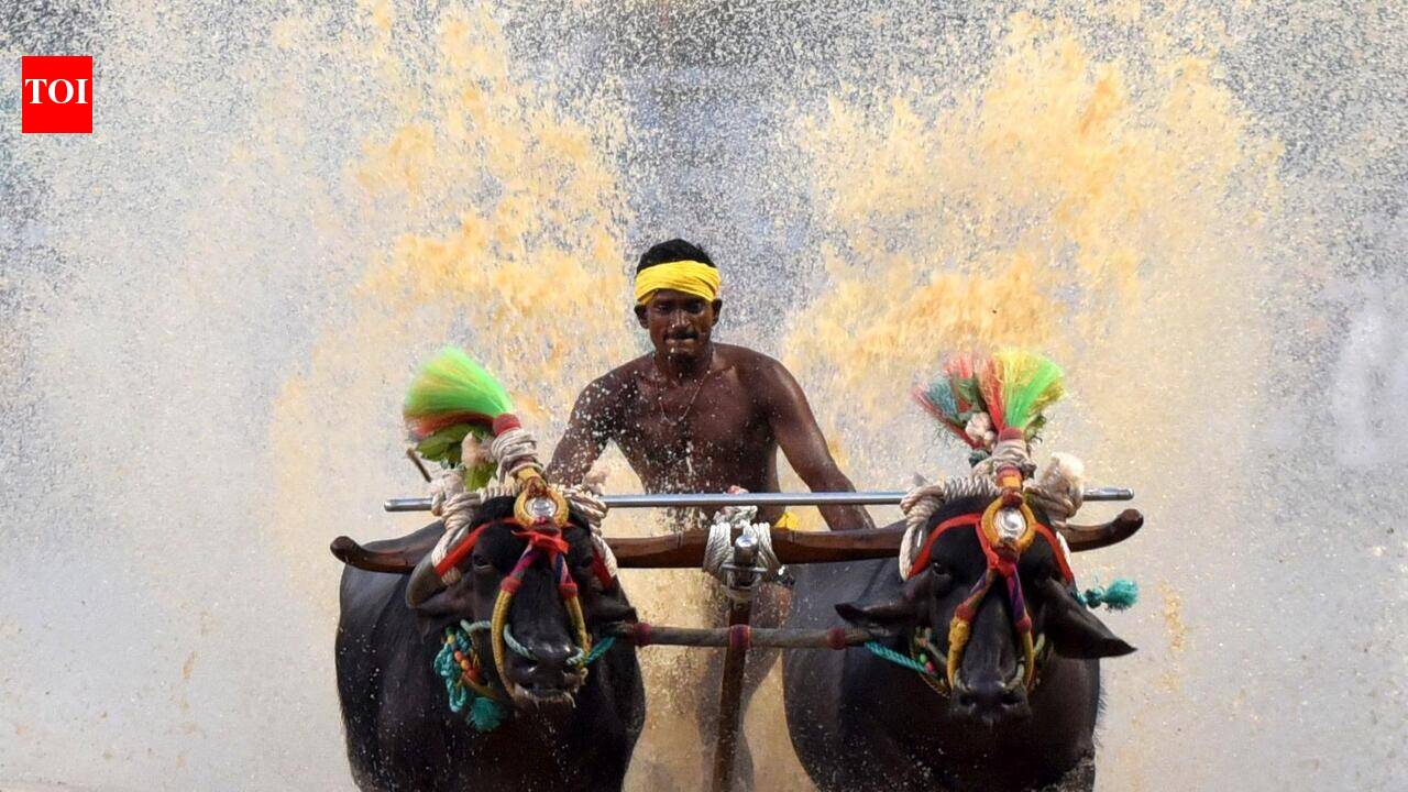 Sathgalli set to host Dasara Kambala, final nod pending