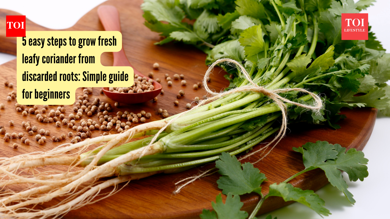 5 easy steps to grow fresh leafy coriander from discarded roots: Simple guide for beginners