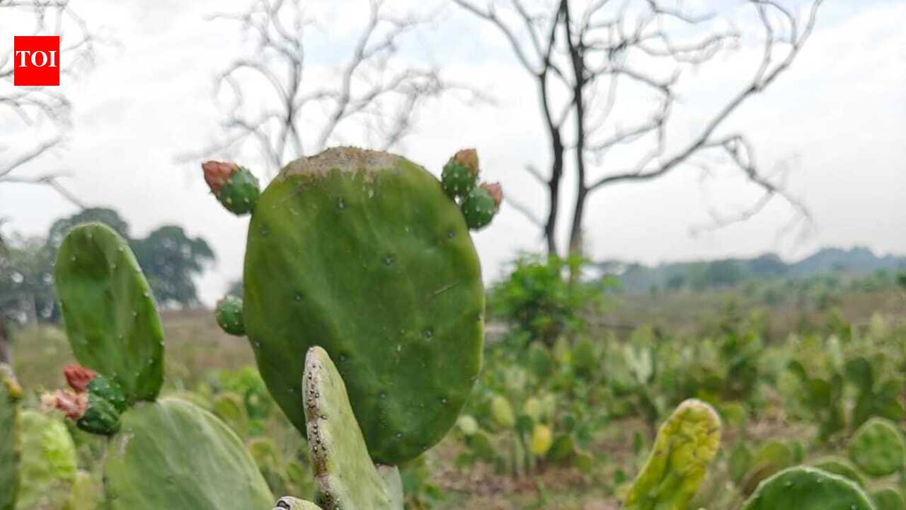 State eyes large-scale spineless cactus cultivation