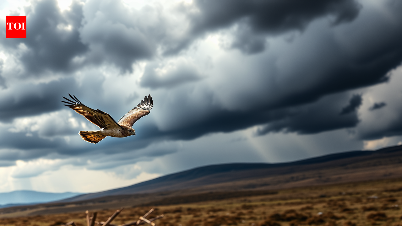 Rare hen harrier vanishes in Wales' 'Bermuda Triangle' for birds of prey, satellite tag found cut with a knife
