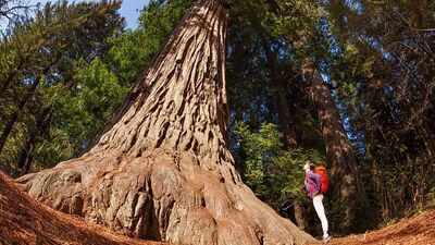  From Redwood National Park to Times Square