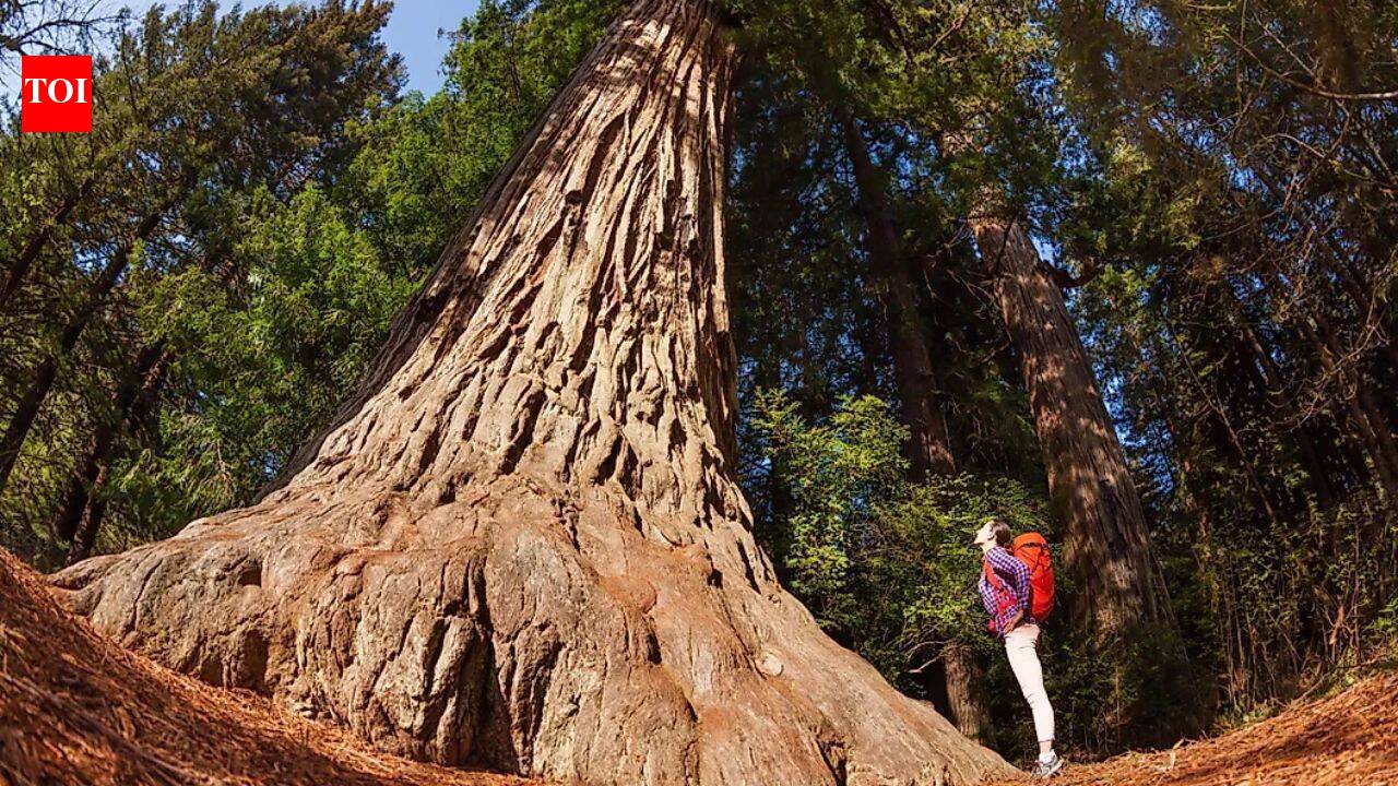 10 best tourist attractions in the US for nature and city lovers: From Redwood National Park to Times Square