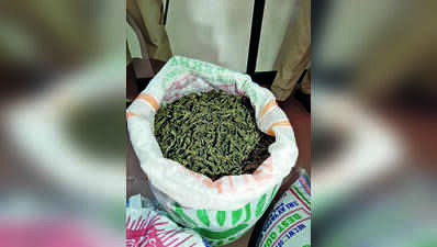 Police destroy 2.4 tonnes of seized ganja