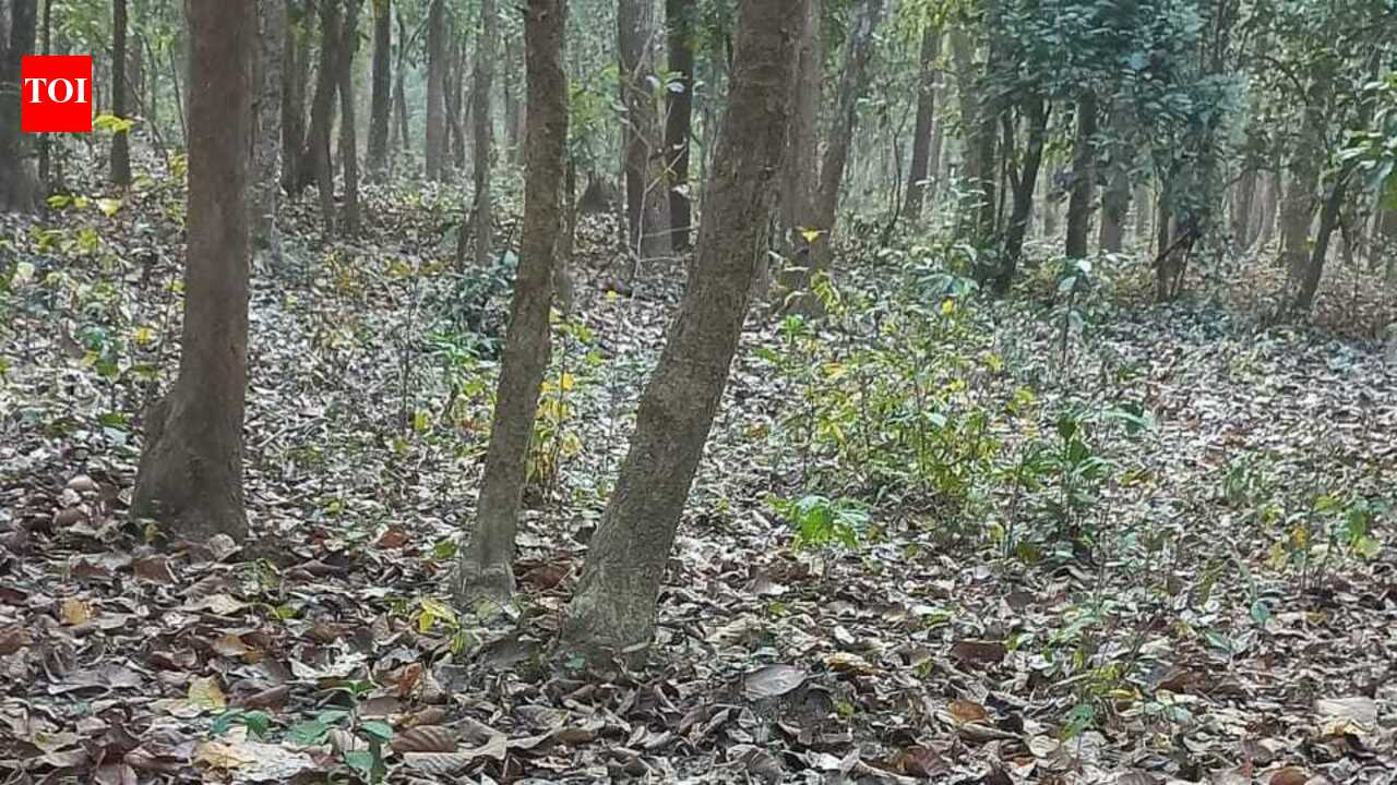 ASSA writes to BTC chief to take action against deforestation in Mahamaya Reserve Forest