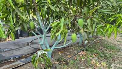 More than 5,000 saplings planted at Birsa Munda Udyan in Navi Mumbai