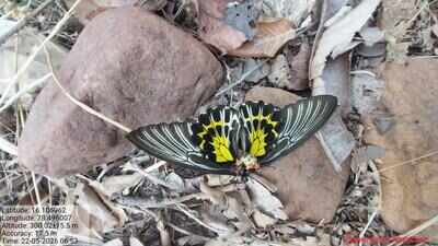 India’s rare, giant butterfly sighted at Amrabad Tiger Reserve