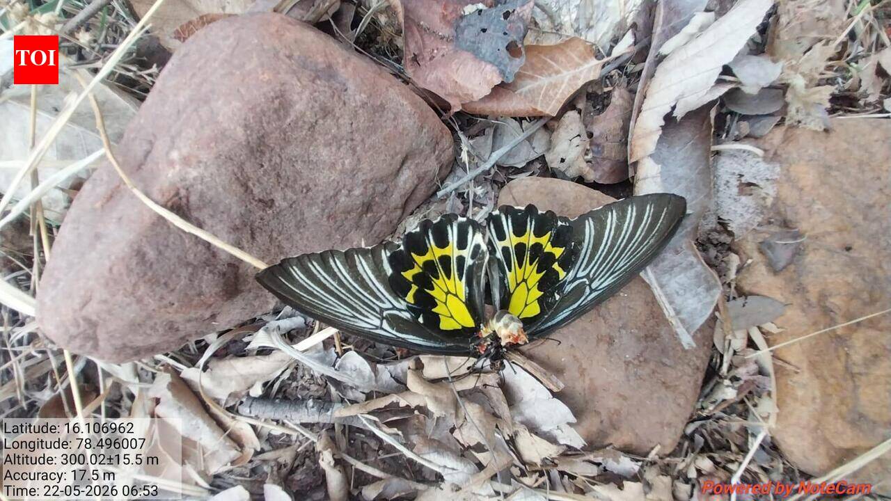 India’s rare, giant butterfly sighted at Amrabad Tiger Reserve