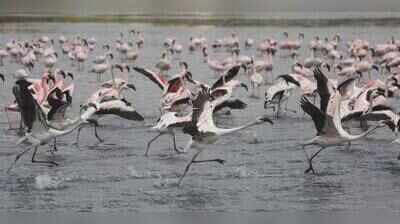 Polluted creek water seeps into DPS Lake in Navi Mumbai, worsens wetland crisis