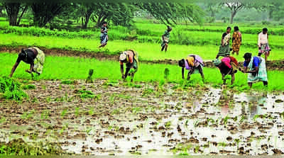 Monsoon rain revives paddy nurseries in Pune, farmers start preparing farms