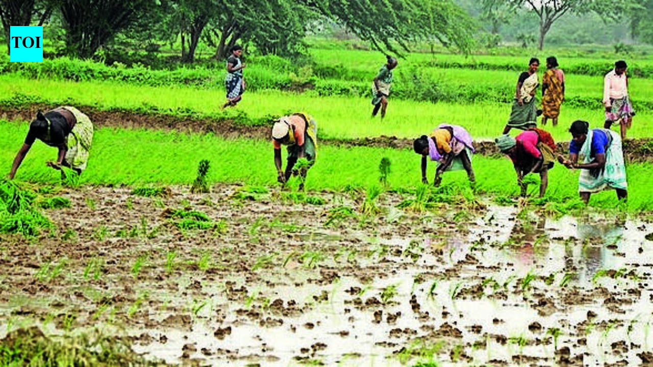 Monsoon rain revives paddy nurseries in Pune, farmers start preparing farms