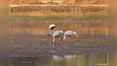 82 sarus cranes counted across Gondia and Balaghat in cross-border census