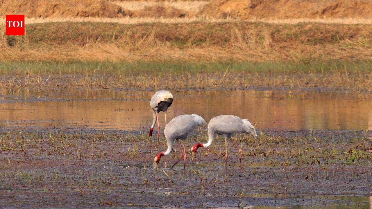 82 sarus cranes counted across Gondia and Balaghat in cross-border census