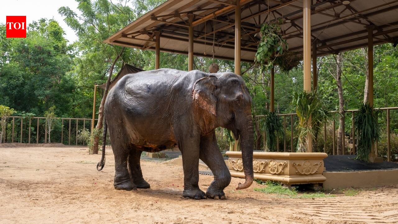 Rescued from Assam, ailing elephant Maniki begins a new chapter at Anant Ambani's Vantara